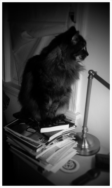 Precarious Foot-high stack of reading, doesn't work well as cat seat. All fell right after this pic.