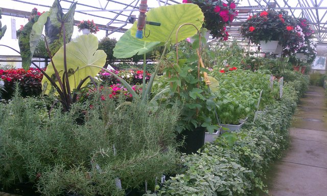 Great selection of herbs and plants.