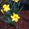 My daffodils, which never bloomed last year, opened on this first day of spring this year.