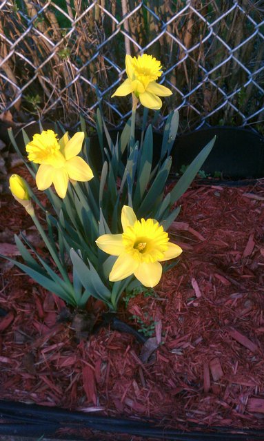 My daffodils, which never bloomed last year, opened on this first day of spring this year.