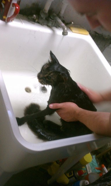 Who doesn't like spending a Saturday giving a flea bath to a Maine Coon?
