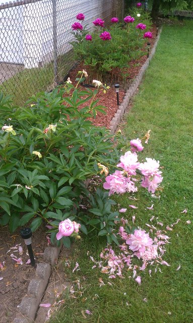 Remember I said the pink peonies were drunk? Now I have proof.