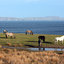 The Highland Ponies