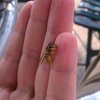 I'm a bee whisperer. That, or this bee thinks I taste like petunias.