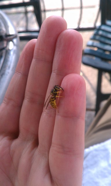 I'm a bee whisperer. That, or this bee thinks I taste like petunias.