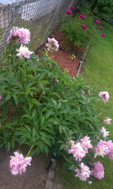 It's like the far peonies are judging the pink peonies for being sloppy drunks.