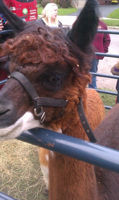 The alpacas are here. This close ti Halloween means they're man-eating.