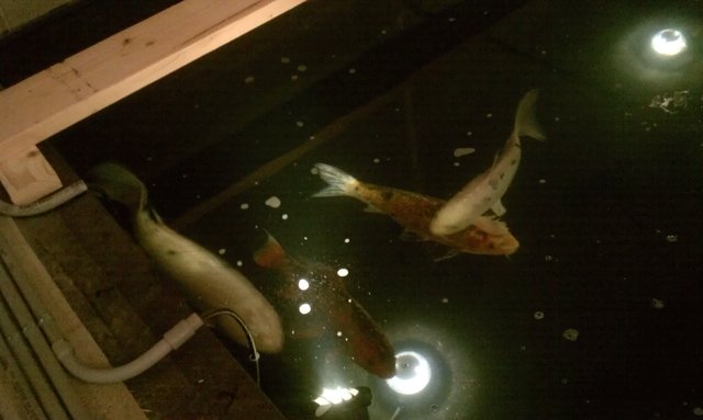 Massive koi fishies in the new fountain. #StatlerTour