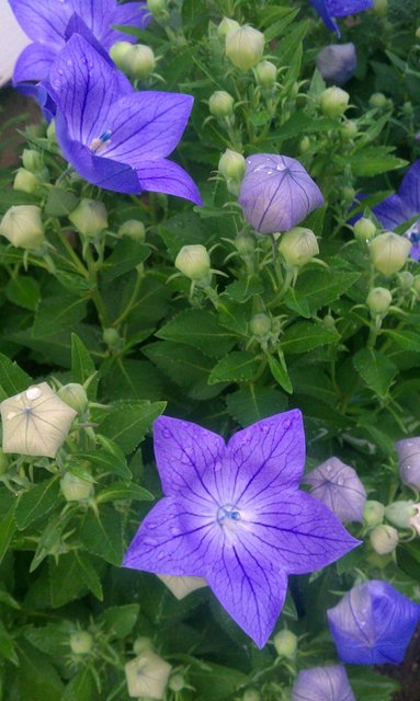 My purple balloon flowers (Platycodon grandiflorus, also Chinese/Japanese bell flower) are blooming en masse.