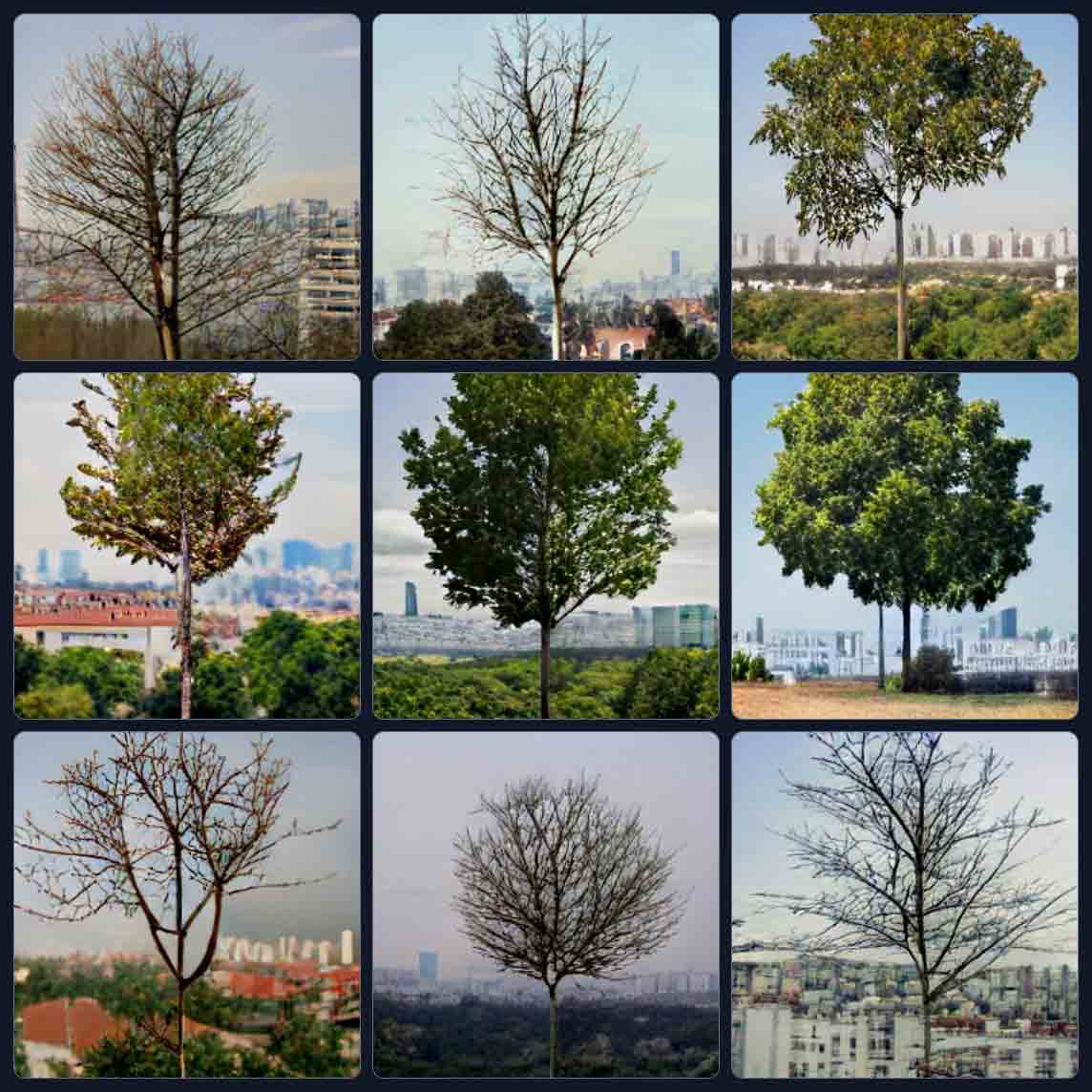 9 photos of a young tree, 5 of them devoid of leaves, all with a city skyline in the distant background.