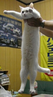 A fluffy white cat being held just under its front legs so its front paws are outstretched and its body is hanging limp with hind legs straight down, making the cat look very long.