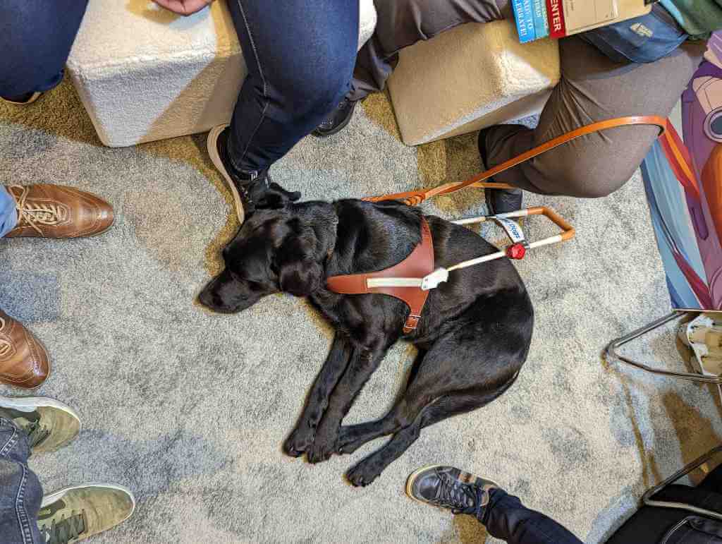 A black lab in a service animal harness napping on its side on a lush carpet with 6 pairs of feet around it.